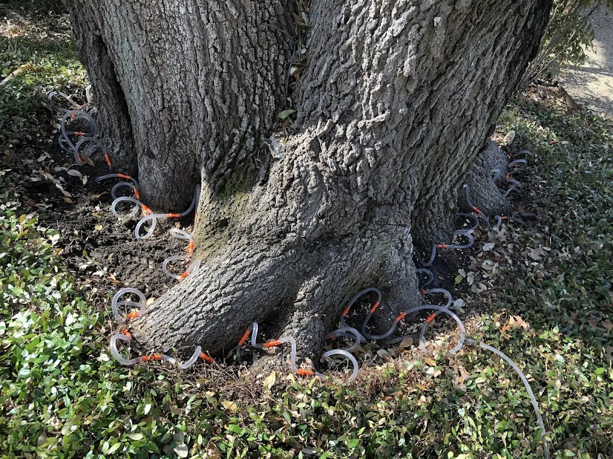 Detailed Tree Cabling and Bracing job site in Compton