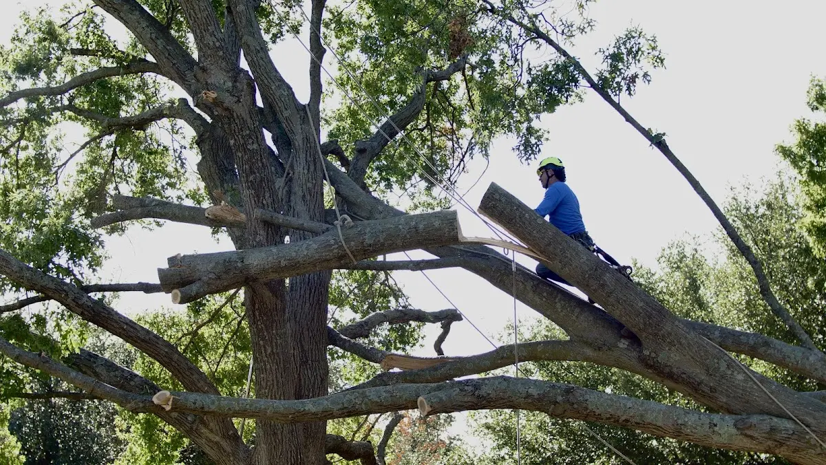 Professional Hazardous Tree Removal performed by certified arborists in Compton